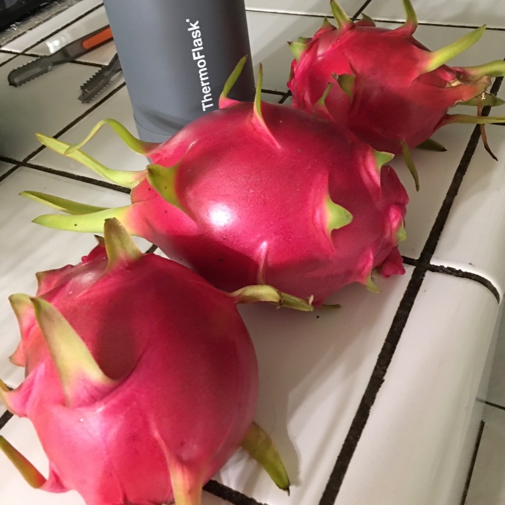 Dragon Fruit Big Cuttings (Sweet Variety- Pre-Season BLOW-OUT Sale!) - Picture 3 of 5